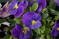 Pansies in a flower box on a windowsill in May. Berlin, Germany Royalty Free Stock Photo